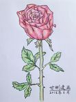 玫瑰花 钢笔彩铅画