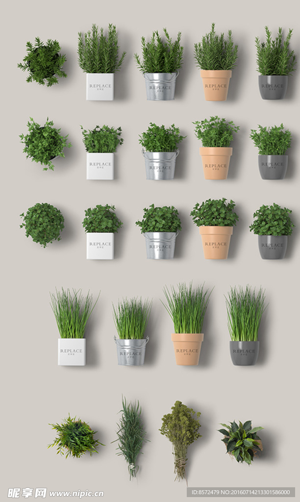 绿植盆栽样机