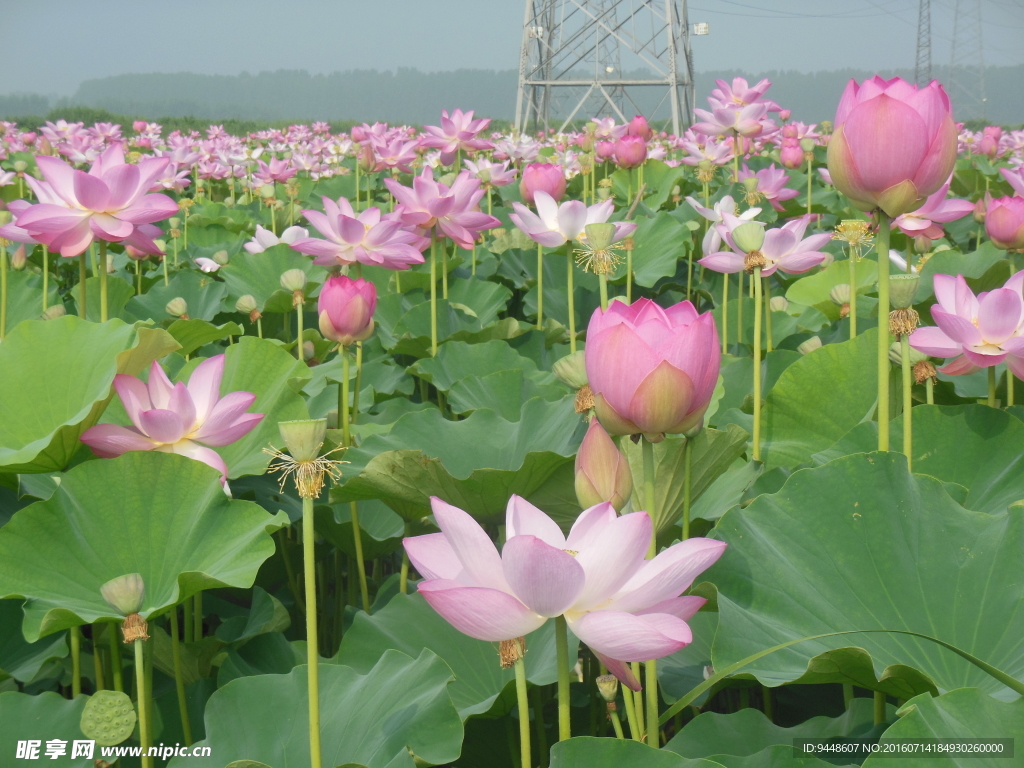 荷花