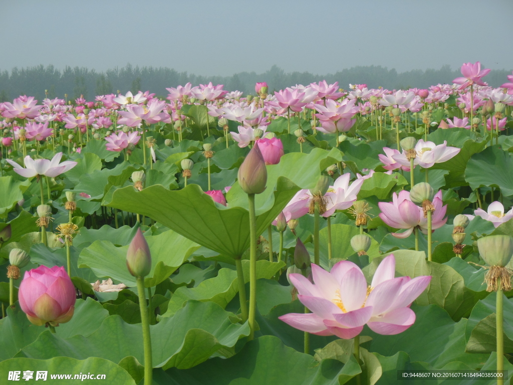 荷花