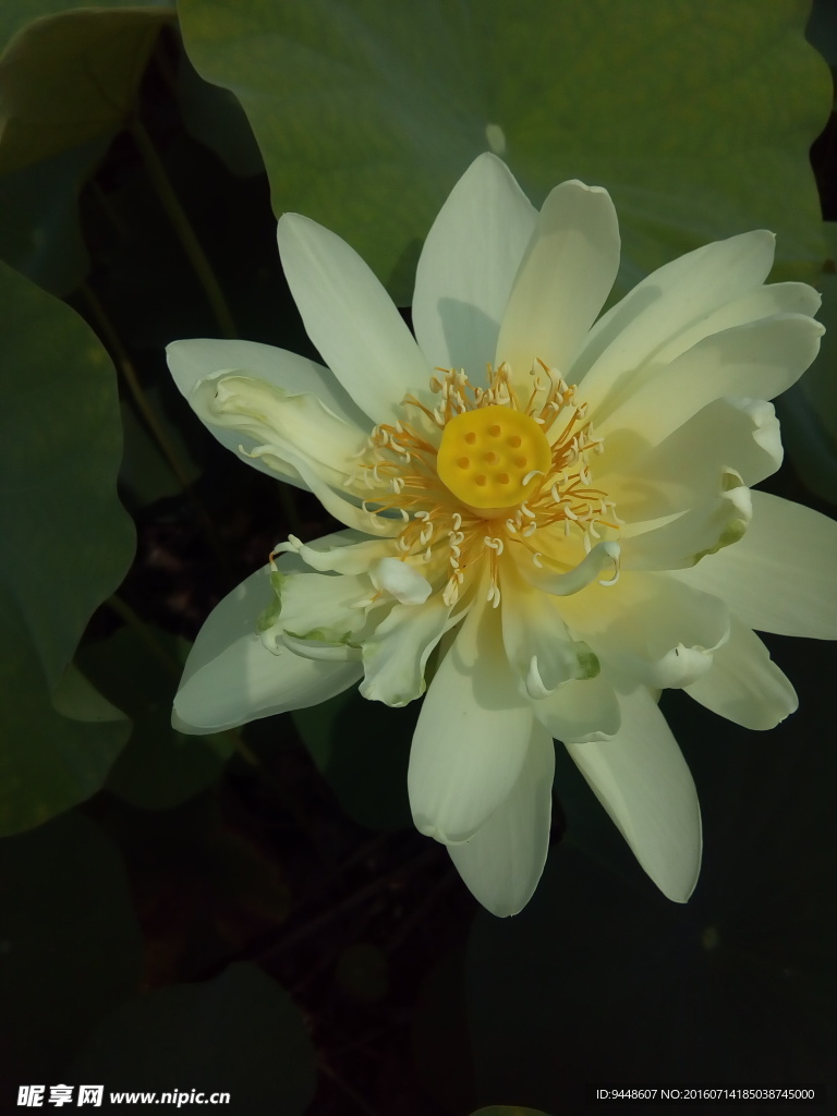荷花
