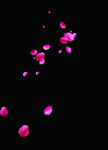 花瓣