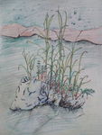 水草
