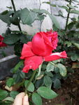 月季花