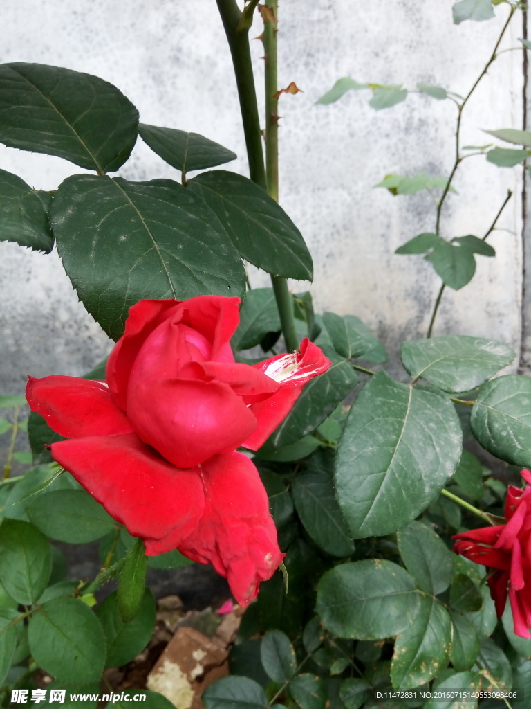 月季花