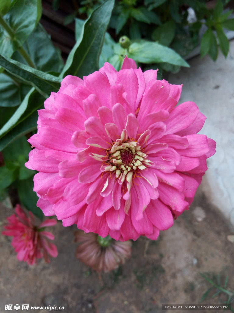 孔雀草