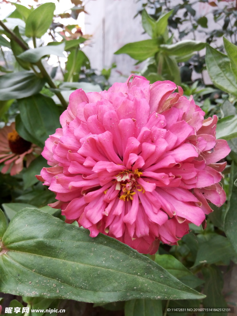 孔雀草