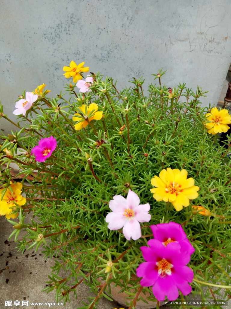 孔雀草