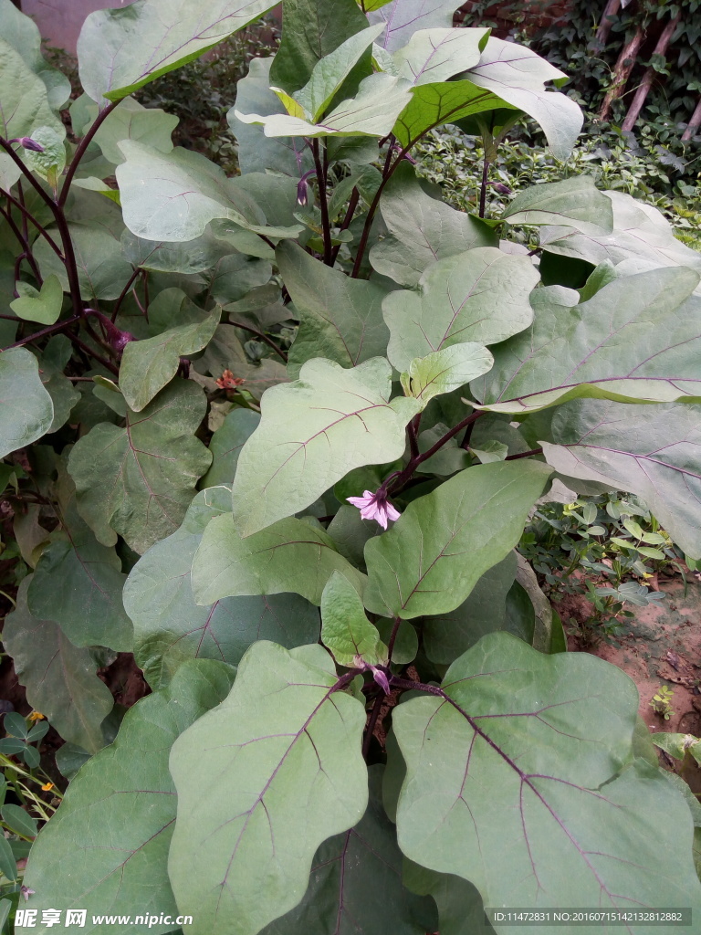 茄子