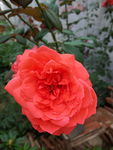 月季花