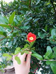 石榴花