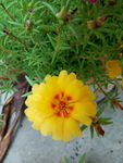 太阳花