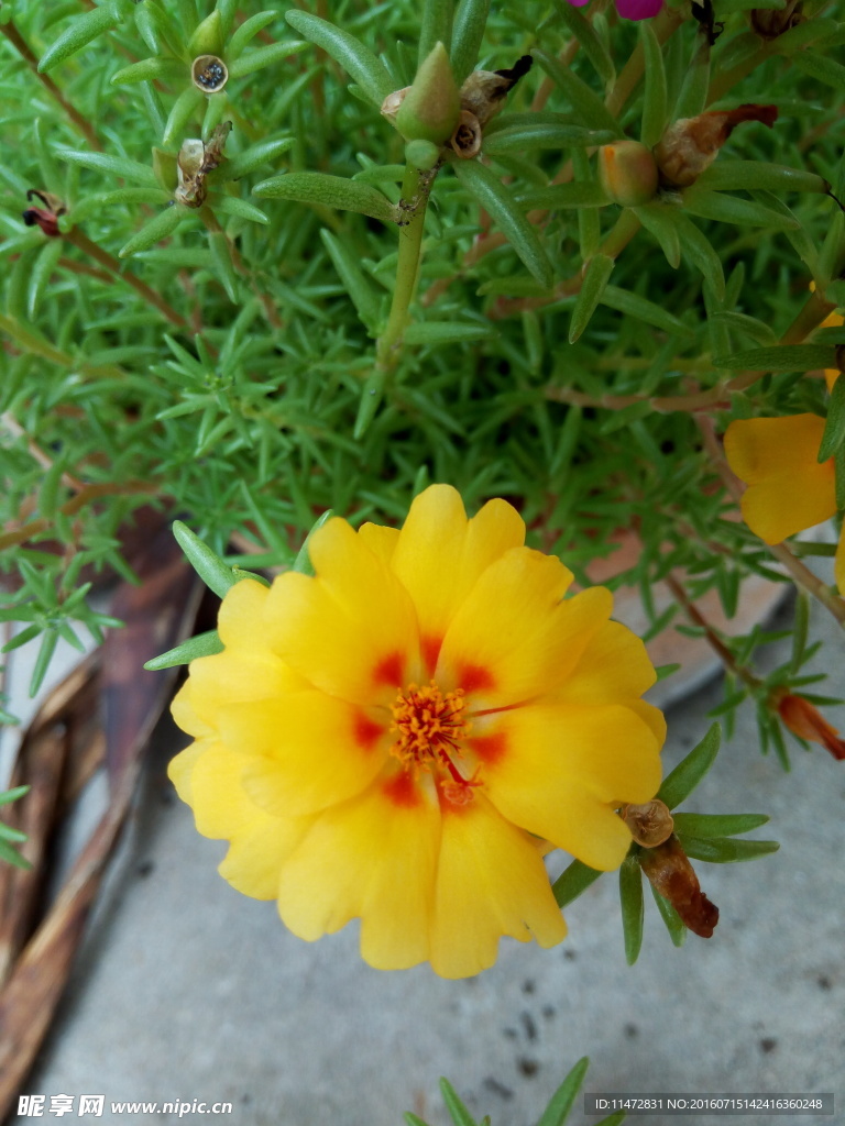 太阳花