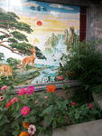 孔雀草