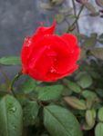 玫瑰花