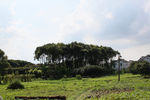 小树林