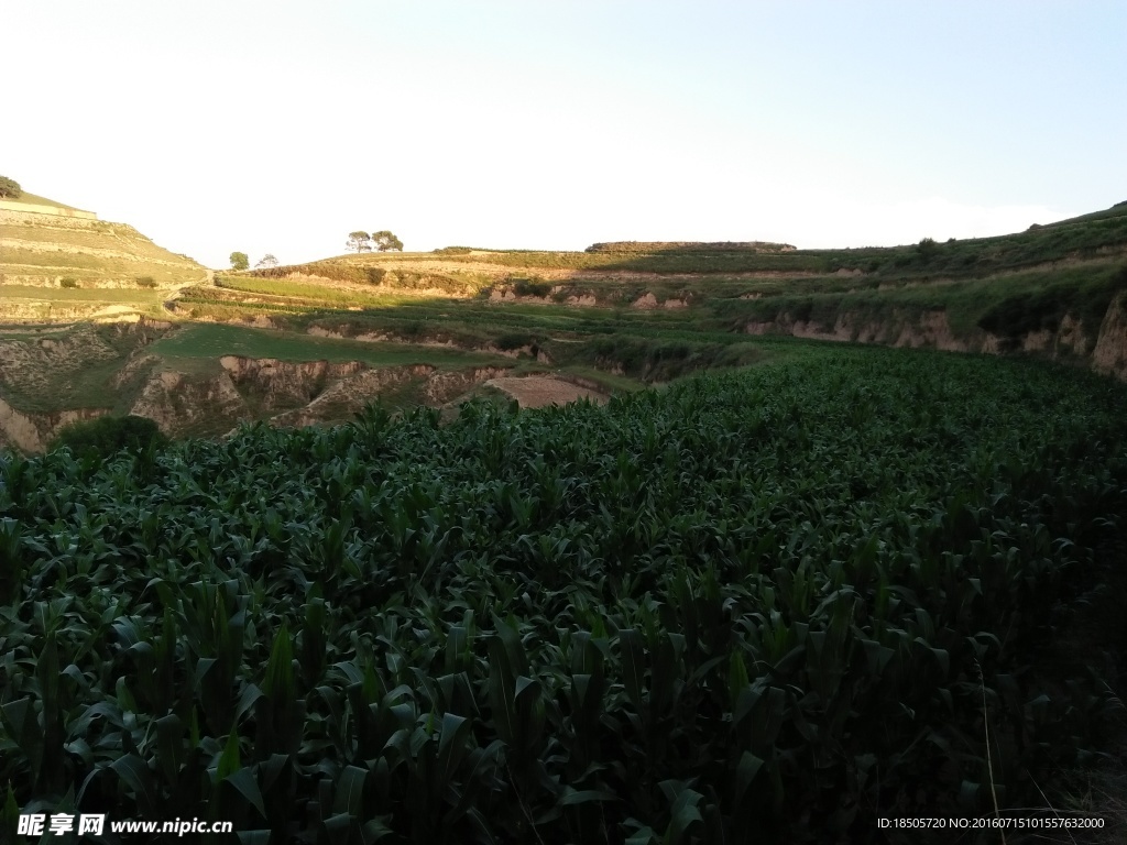 玉米地风景