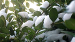 树枝上的积雪