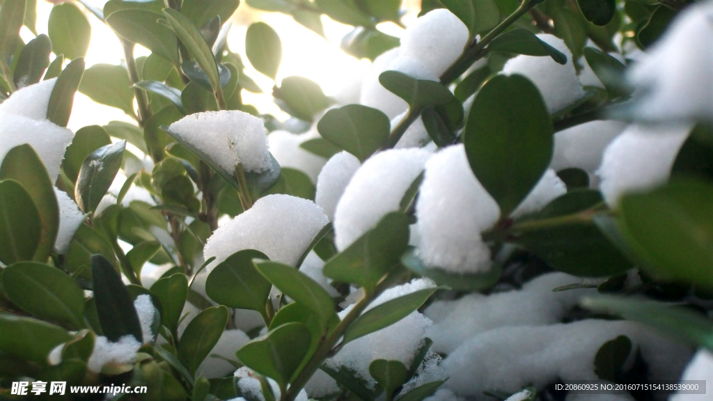 树枝上的积雪