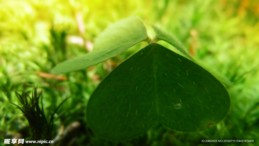 绿色植物图片