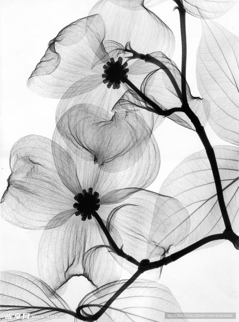 手绘花 花卉