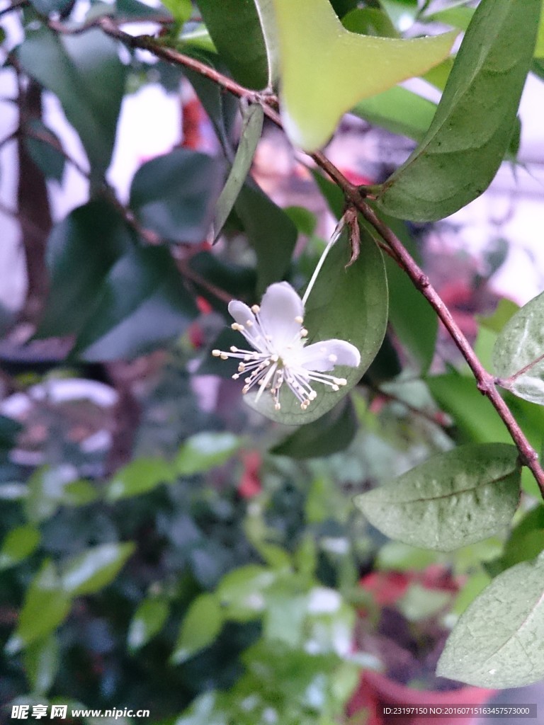 小白花