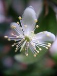 小白花