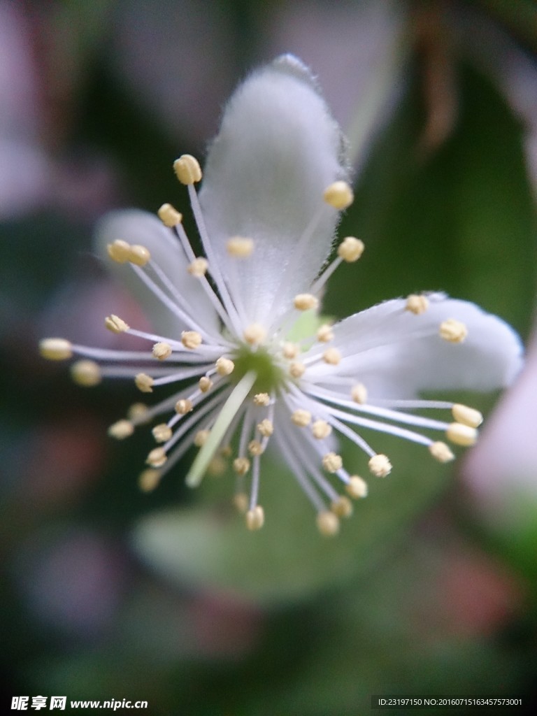小白花