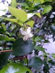 小白花