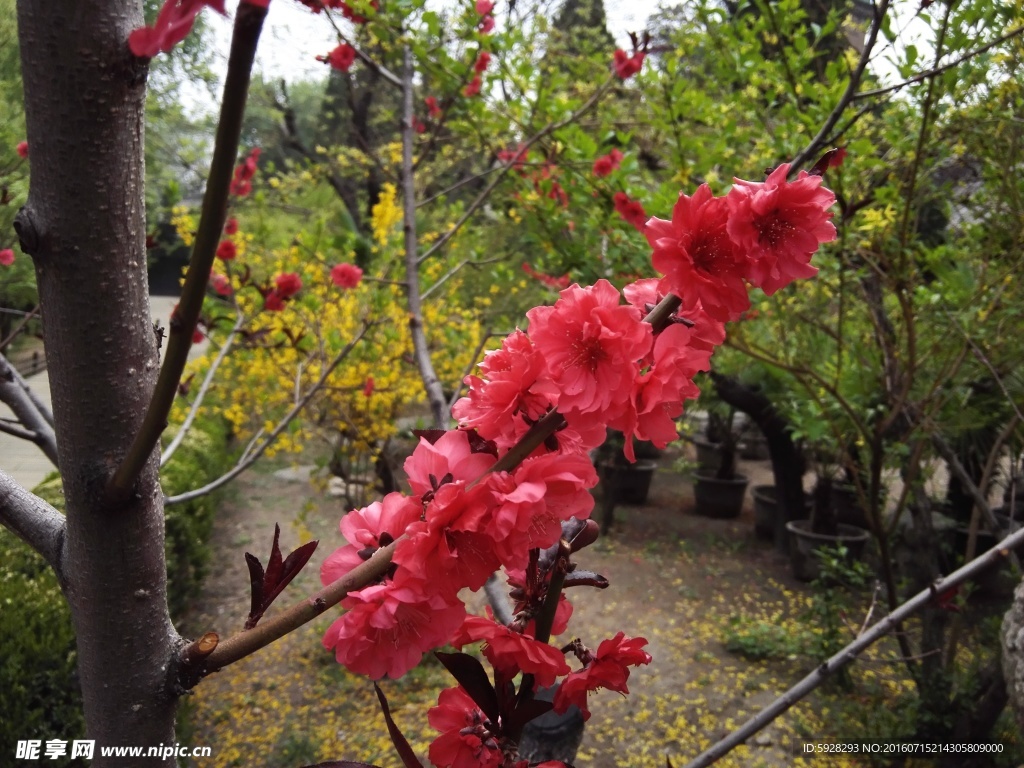 晋祠红樱花