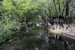 小河与树