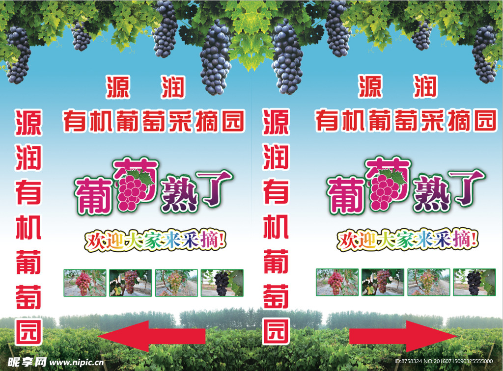 葡萄熟了
