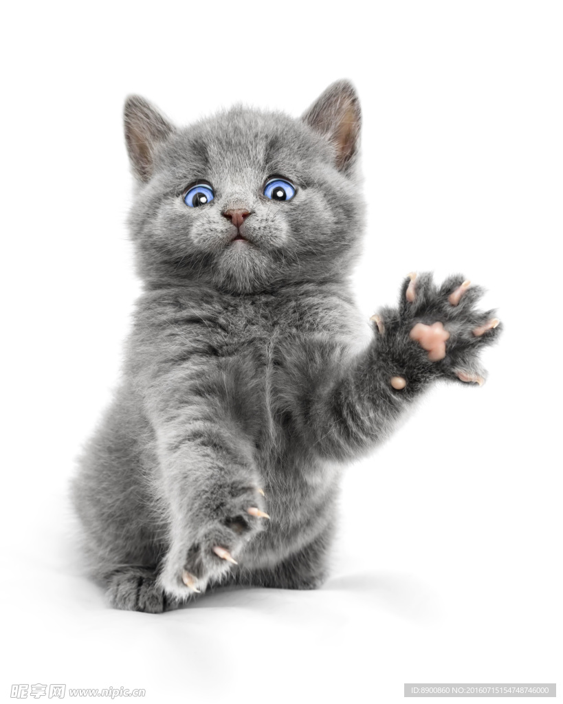 小猫图片
