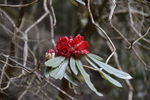 山茶花