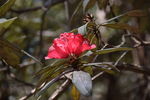 山茶花