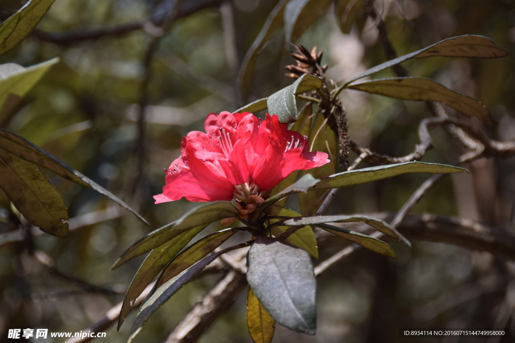 山茶花
