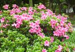 粉色花