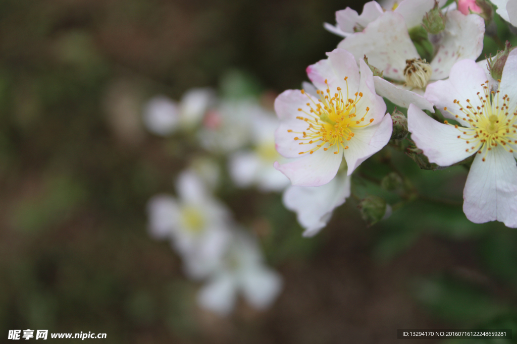 小白花 摄影