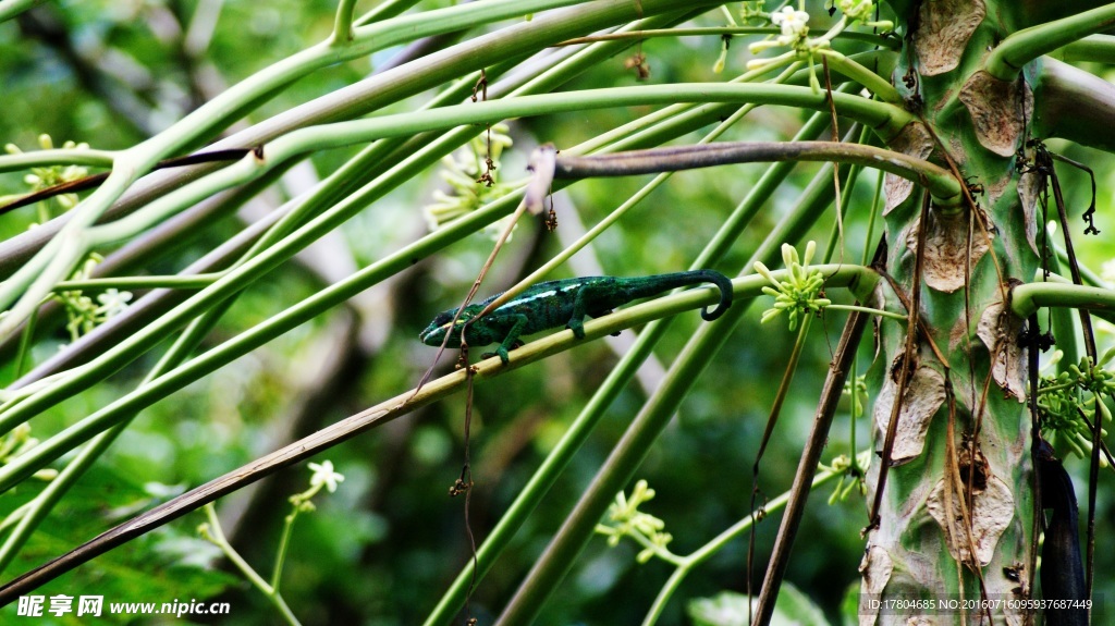 蜥蜴