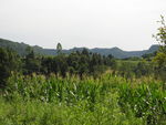 乡村玉米地