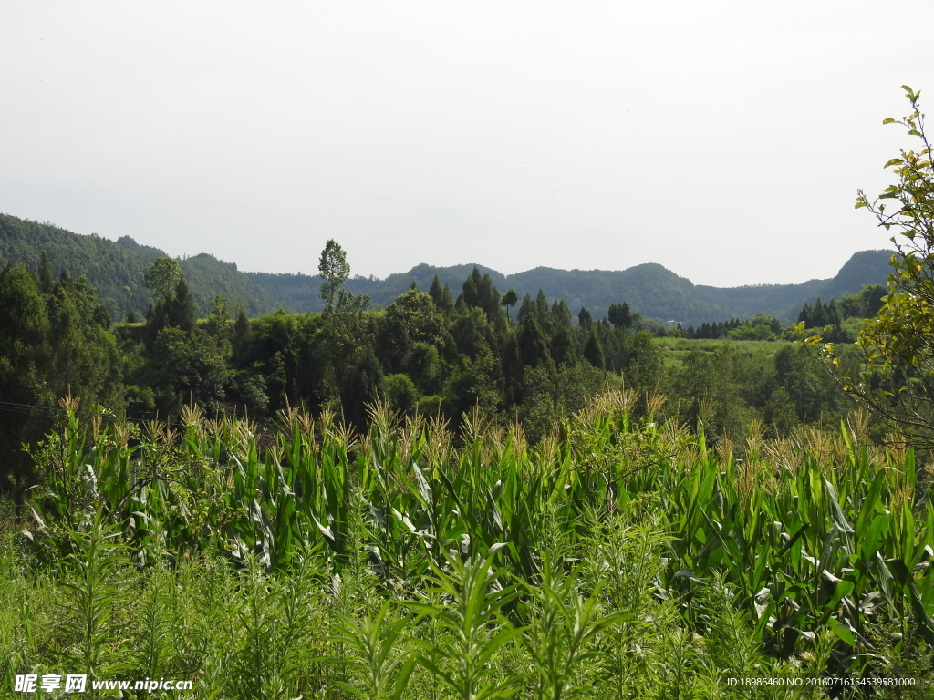 乡村玉米地