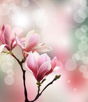 矢量图 花纹 玉兰花 广告