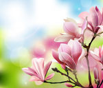 矢量图 花纹 玉兰花 广告