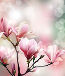 矢量图 花纹 玉兰花 广告 装