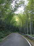 竹海公路风景