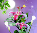 百合花