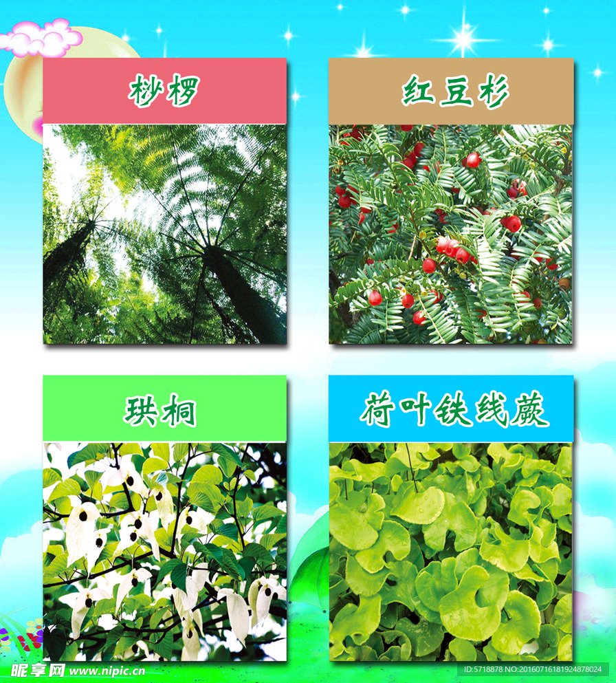 幼儿植物认知