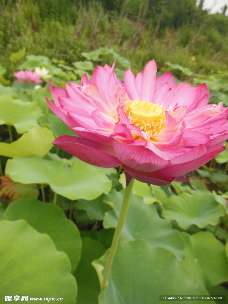 荷花