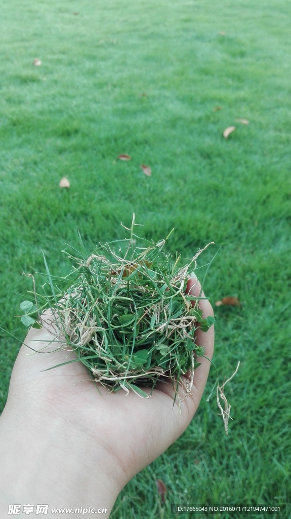 绿草  绿色