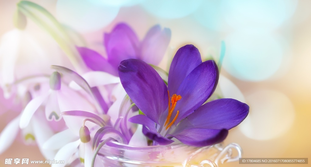 花卉